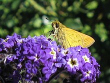 Gewöhnlicher hottentotischer Skipper Hesperiidae Gegenes niso 3184s.jpg