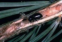 Damage to branches Common pine shoot beetle.jpg