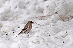 Thumbnail for File:Common redpoll (53498503250).jpg