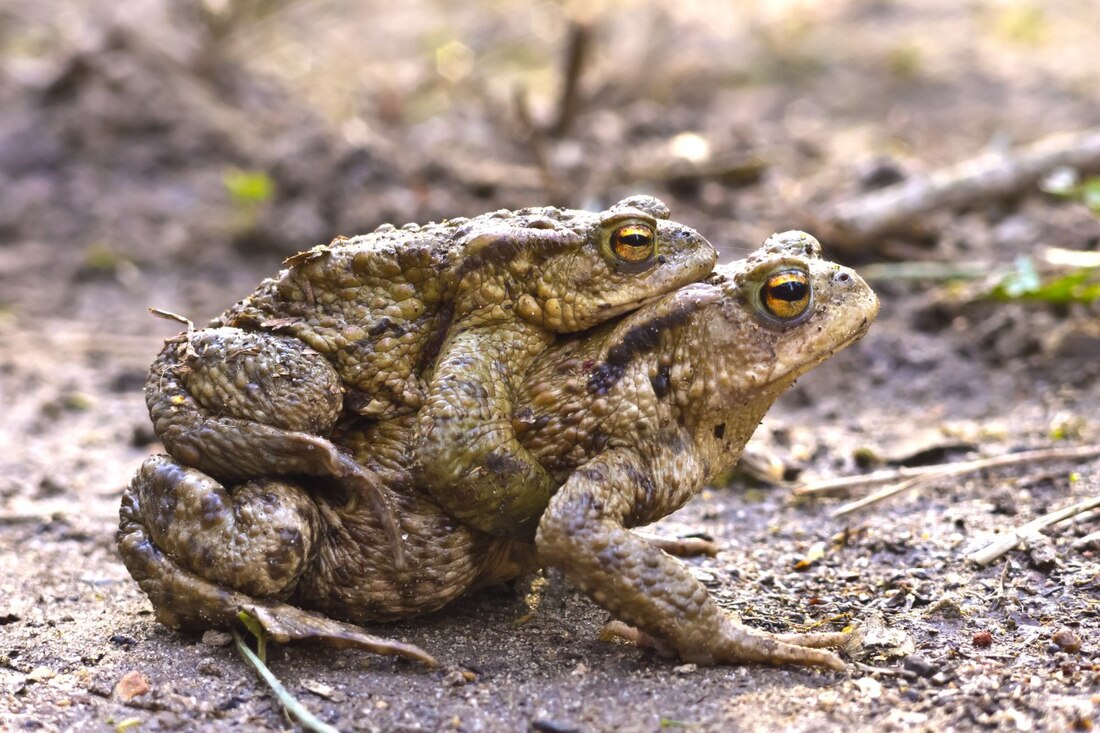 Amplexus (dier)