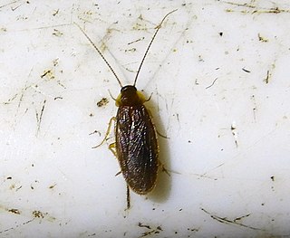 <i>Compsodes schwarzi</i> Species of cockroach