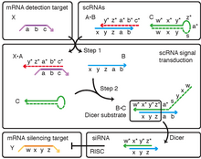 Figure 3. Conditional Dicer substrate formation via shape and sequence transduction with small conditional RNAs. scRNA A*B detects mRNA detection target X (containing subsequence 'a-b-c'), leading to production of Dicer substrate B*C targeting mRNA silencing target Y (containing independent subsequence 'w-x-y-z'). scRNAs A*B and C are stable in the absence of X. A swaps B for X (step 1) via toehold-mediated 3-way branch migration and spontaneous dissociation. B assembles with C (step 2) via loop/toehold nucleation and 3-way branch migration to form Dicer substrate B*C. Chemical modifications (2'OMe-RNA) prevent degradation: A and part of C (dashed backbone). Image from Hochrein et al. 2013; used with permission of the American Chemical Society. Conditional Dicer substrate formation via shape and sequence transduction with scRNAs.png