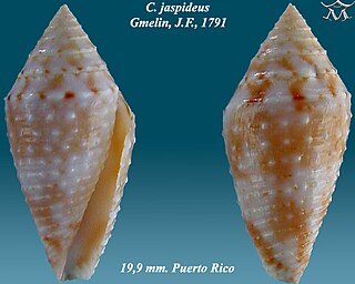 <i>Conasprella jaspidea</i>