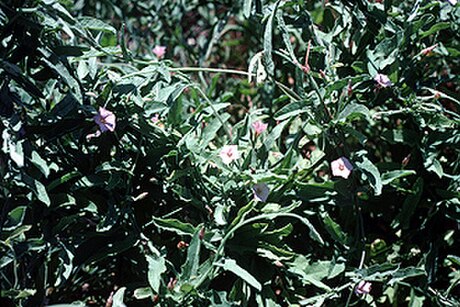 Convolvulus equitans