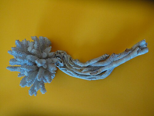 Fossilized coral