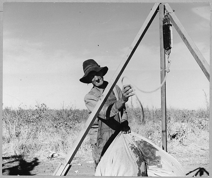 File:Cortaro Farms, Pinal County, Arizona. Letting down the sack from the scales, old migrant cotton pick . . . - NARA - 522188.jpg