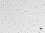 Miniatura para Corticibacter