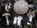 Weißbeschleierter Dickfuß (Cortinarius diosmus)