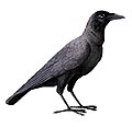 Corvus enca (cat.)