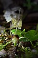 Corybas sanctigeorgianus