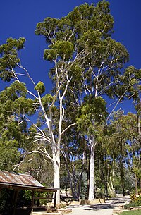 Lemon eucalyptus tree