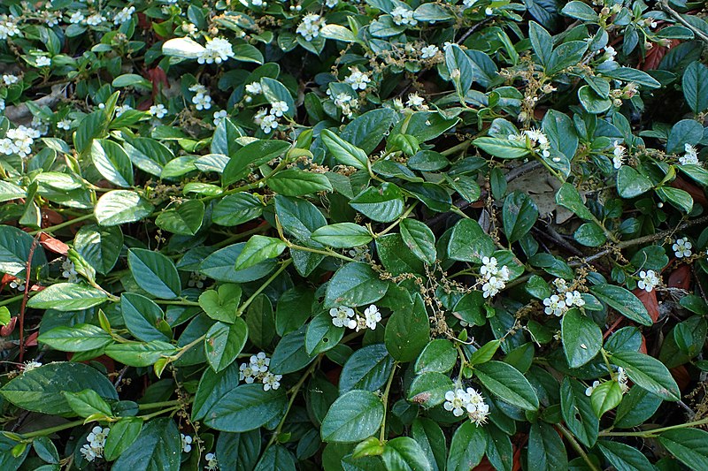 File:Cotoneaster dammeri var. radicans kz01.jpg