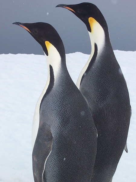 File:Couple de manchots empeureurs.jpg