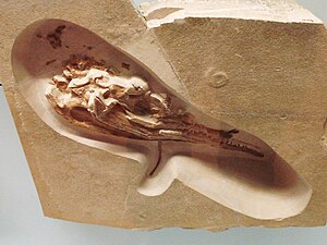 Skull of Cricosaurus suevicus in the State Museum for Natural History Stuttgart.