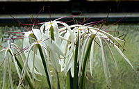 Crinum kunthianum 001.jpg