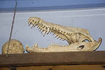 Nile Crocodile and human skull
