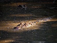 Crocodylus mindorensis by Gregg Yan 02.jpg