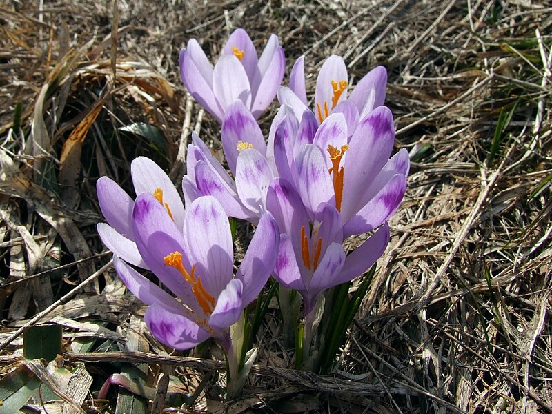 File:Crocus scepusiensis a1.jpg