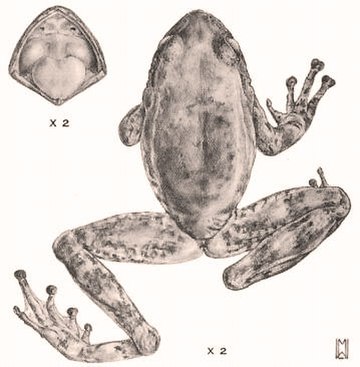 Cryptobatrachus