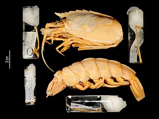 <i>Cryptopenaeus clevai</i> Species of crustacean