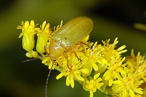 Sulfur beetle (Cteniopus flavus)