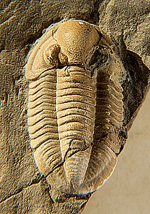 A trilobite in the genus Cummingella, related to C. oregonensis Cummingella belisama dorsal CRF.jpg