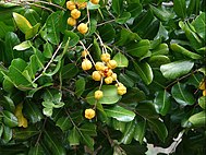 Cupaniopsis anacardioides 1.jpg