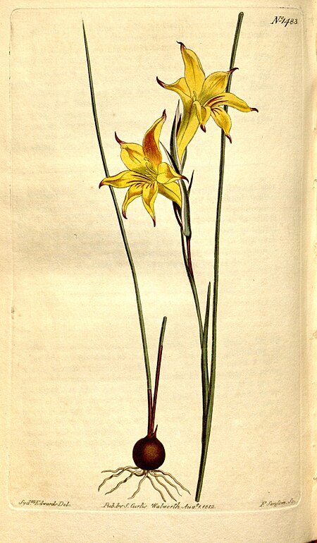 Gladiolus trichonemifolius