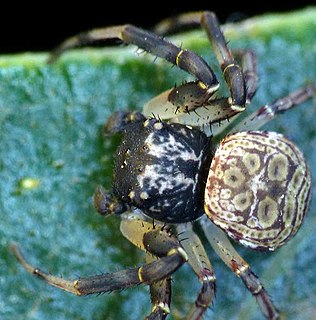 <i>Cymbacha saucia</i> Species of spider