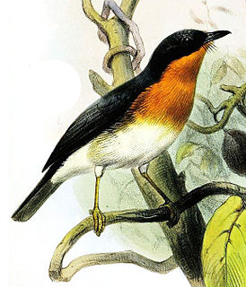 Rufous-throated flycatcher