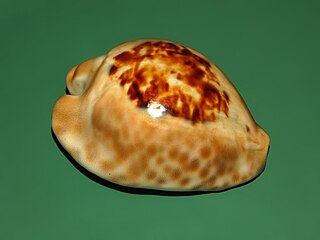 <i>Barycypraea teulerei</i> Species of gastropod
