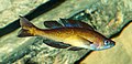 * Nomination A Lemon-tail herring cichlid, Cyprichromis leptosoma 'Kitumba', Karlsruhe Zoo --Llez 05:54, 20 December 2019 (UTC) * Promotion Good quality.--Agnes Monkelbaan 06:08, 20 December 2019 (UTC)