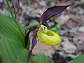 Vorschaubild für Cypripedium