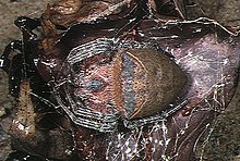 female Cyrtophora.unicolor.female.1.-.tanikawa.jpg