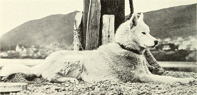 File:DEMIDOV(1904) p259 THE AUTHOR'S DOG (14595809410).jpg