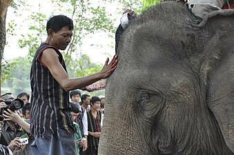 Ceremoni för elefanters hälsa i Buon Don när blod från en offrad gris smetas på elefantens panna