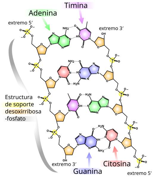 File:DNA chemical structure es.svg