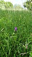 Dactylorhiza praetermissa Germany - Beckingen