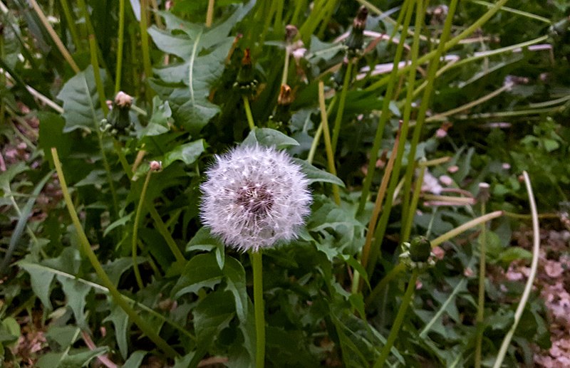 File:Dandelion - Yerevan 01.jpg