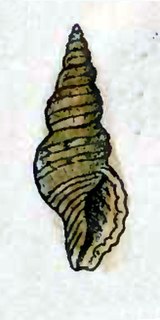 <i>Daphnella ticaonica</i> species of mollusc