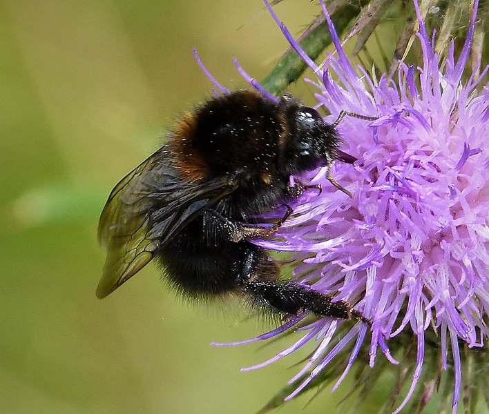 File:Dark Queen Tree Bumblebee. Bombus hypnorum (27868731149).jpg