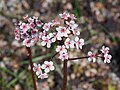 Darmera peltata, Tarczownica tarczowata, 2017-05-01