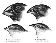 Charles Darwin's finches by Gould, 1882. Charles Darwin used the example of finches in the Galapagos Islands as evidence for the Theory of Evolution. Darwin's finches by Gould.jpg