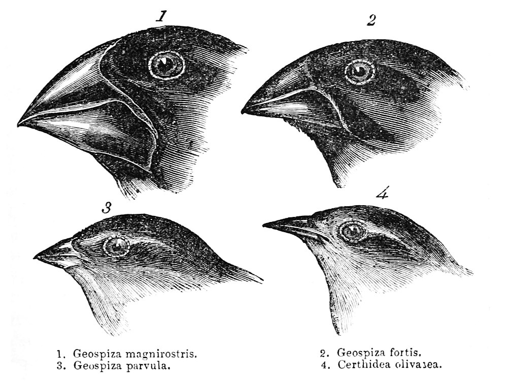 Taxonomy (biology)-avatar