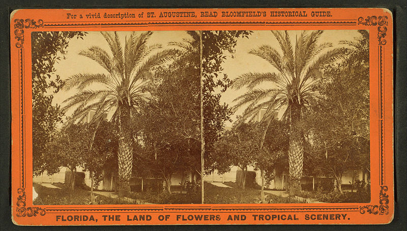 File:Date tree, in Dr. Peck's garden, from Robert N. Dennis collection of stereoscopic views 3.jpg