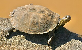 <span class="mw-page-title-main">Serrated hinged terrapin</span> African terrapin