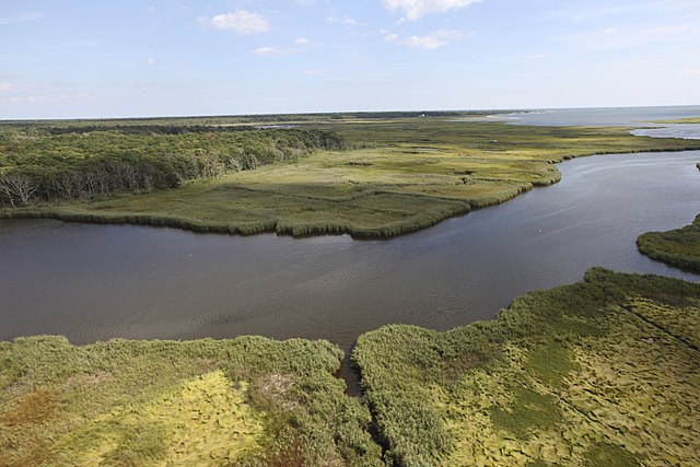 Preserved salt marsh on Long Island comparable to ecosystem of Alphabet City area before urbanization in the 1820s