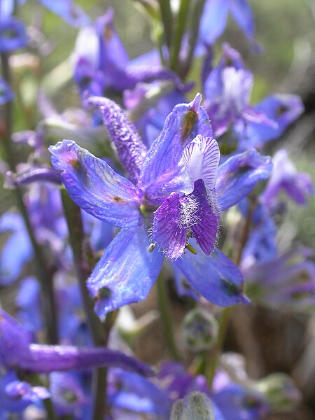 File:Delphinium andersonii.jpg