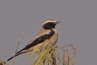 Male (winter)