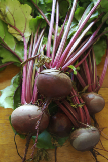 <span class="mw-page-title-main">Beetroot</span> Taproot portion of the beet plant